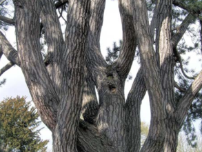 Tolkien Pine Tree